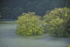 水没林　みどり湖 