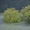 水没林　みどり湖 