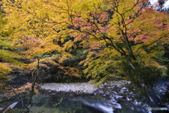 渓流の秋色５