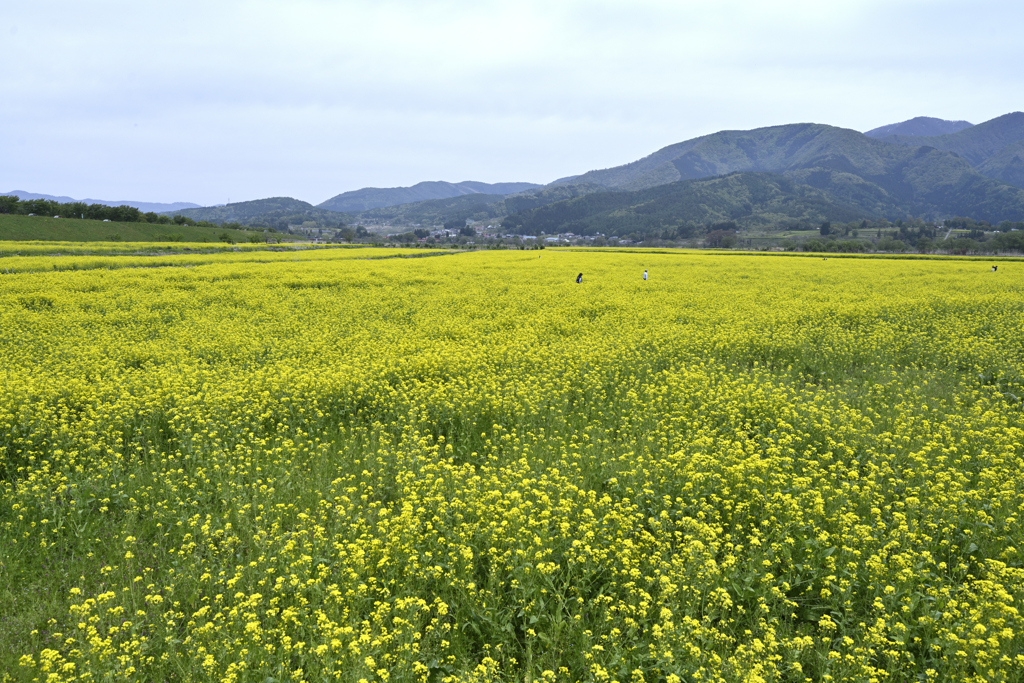 千曲川菜の花畑_02