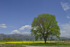 千曲川旅情　２