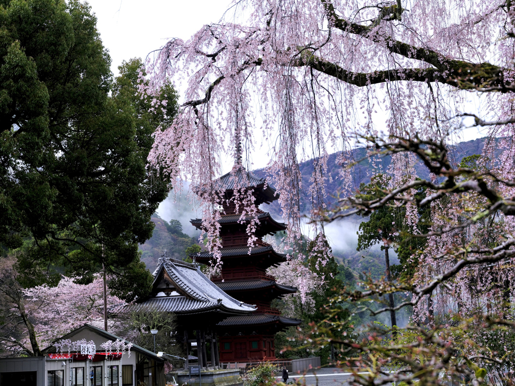 久遠寺桜_007