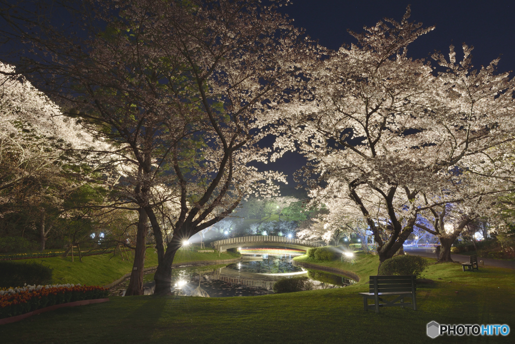 夜桜