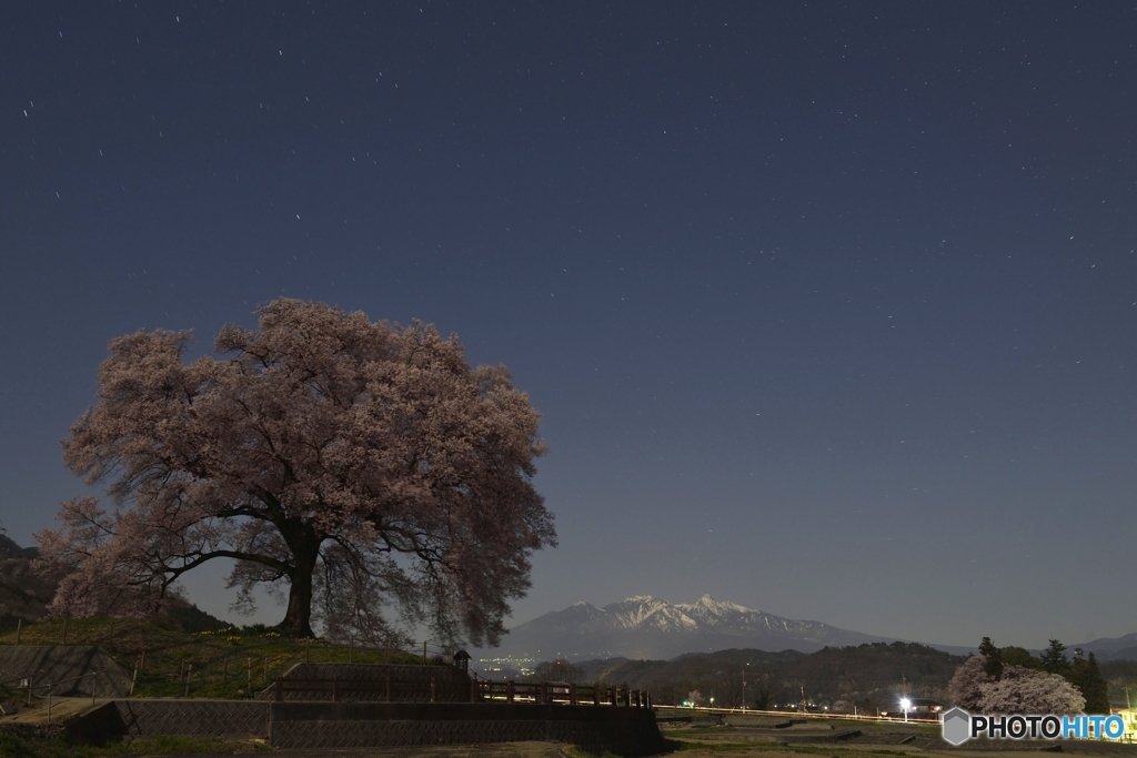 月夜の桜