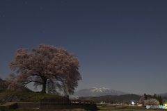 月夜の桜