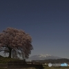 月夜の桜
