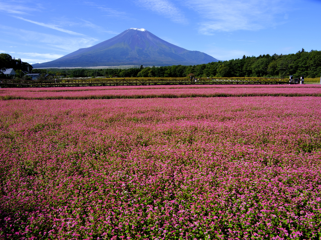 花の都公園　赤そば