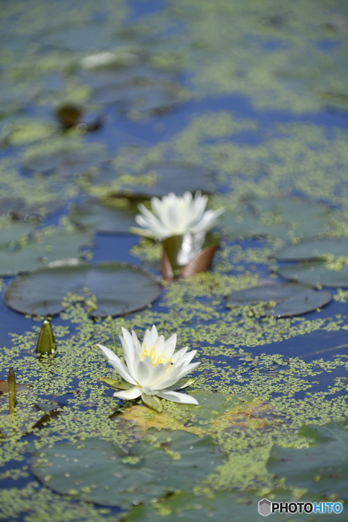 純白な水上花