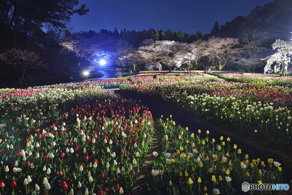 夜の花園