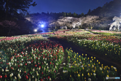 夜の花園