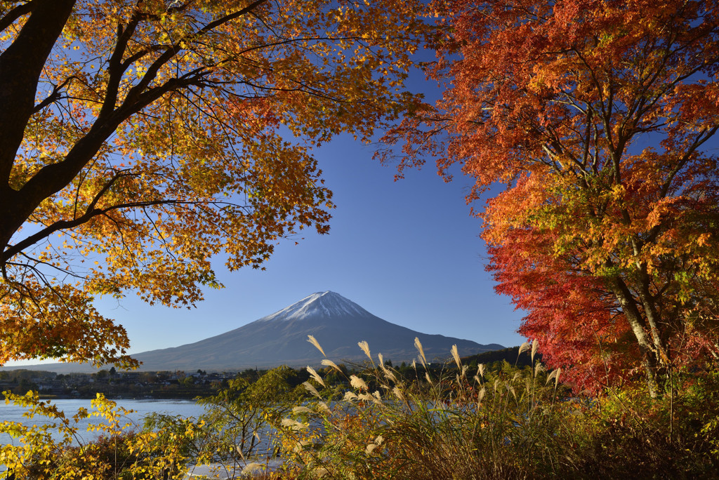 河口湖紅葉_３