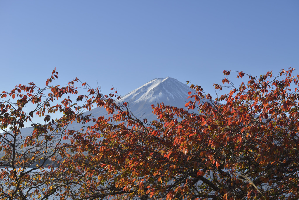 河口湖　桜紅葉