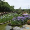 菖蒲園２