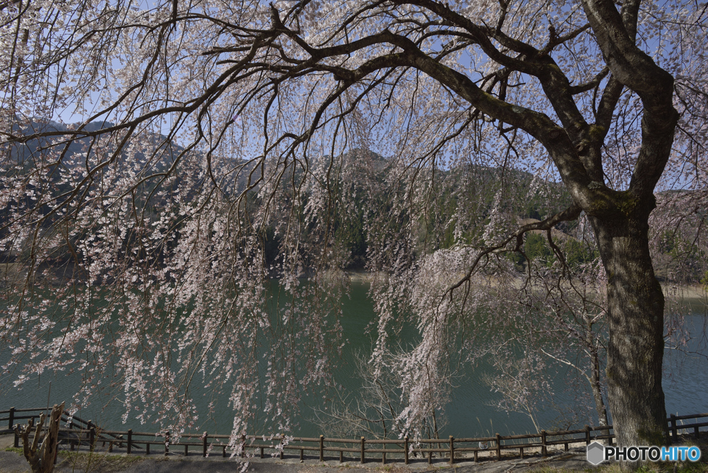 みどり湖 枝垂れ桜