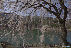 みどり湖 枝垂れ桜