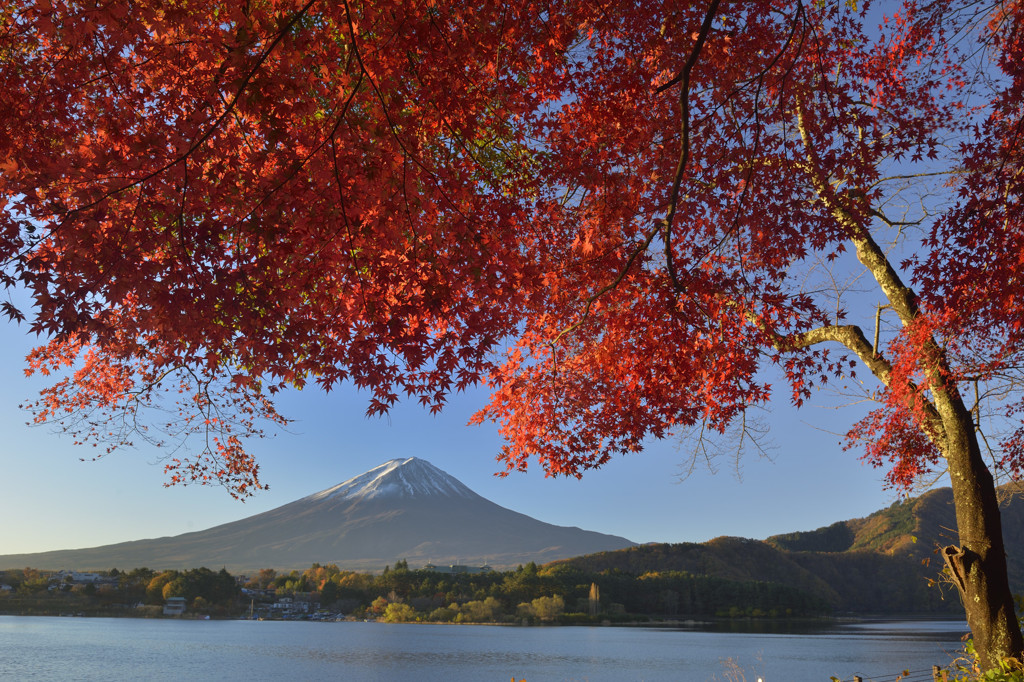 河口湖紅葉_１