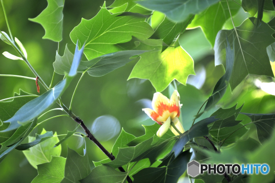 ユリノキの花