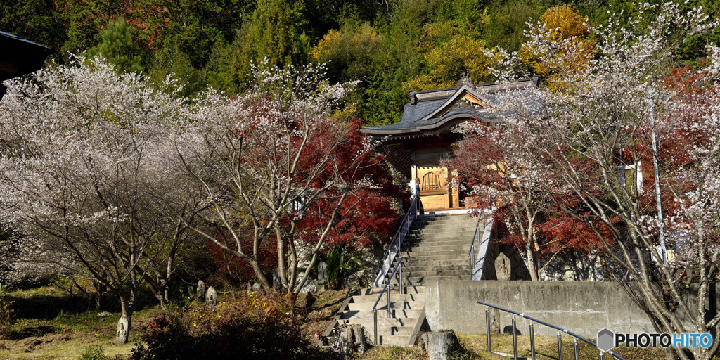 四季桜