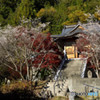 四季桜