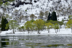 残雪と新緑