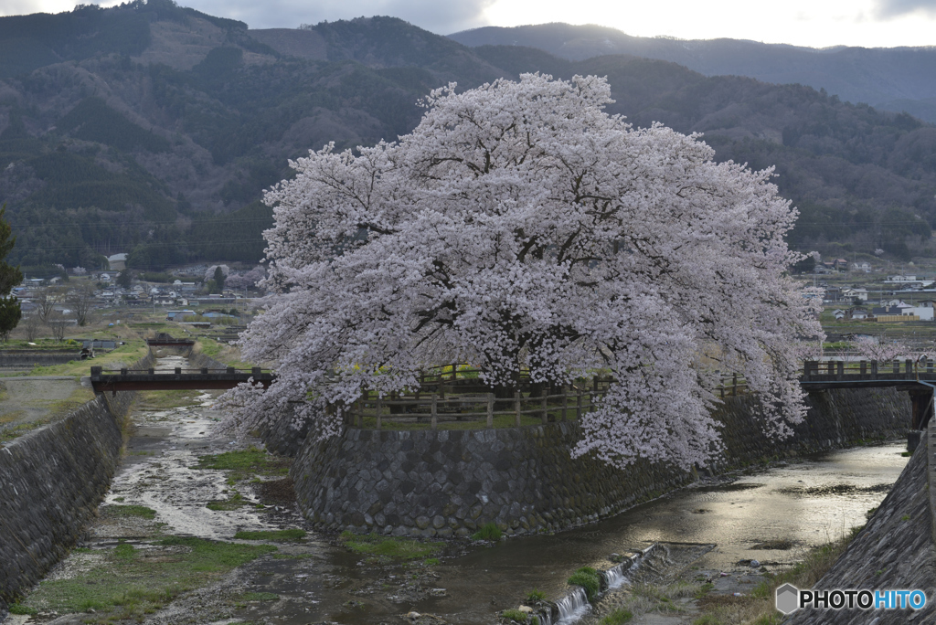 合流地点の桜