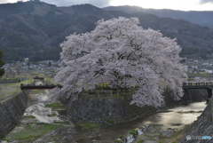 合流地点の桜