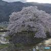 合流地点の桜
