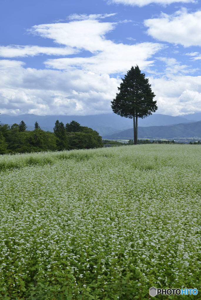 そば畑と一本の木　縦