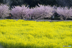 菜の花畑と河津桜