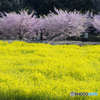 菜の花畑と河津桜