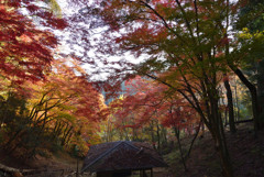 大井平紅葉2