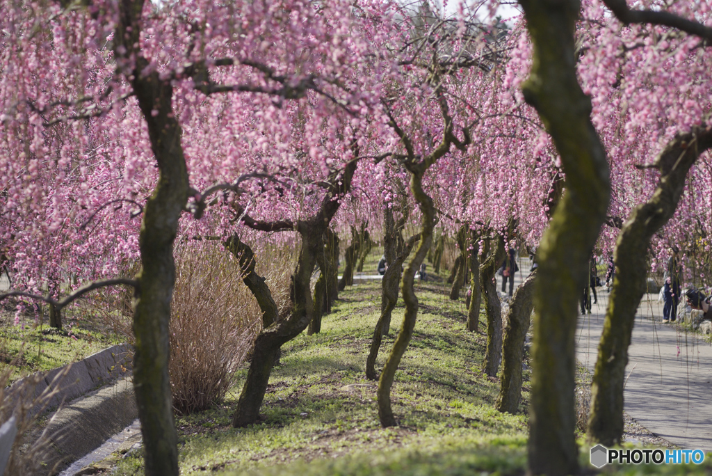 いなべ市農業公園梅林_08