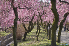 いなべ市農業公園梅林_08