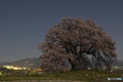 月光の桜　３