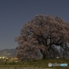 月光の桜　３