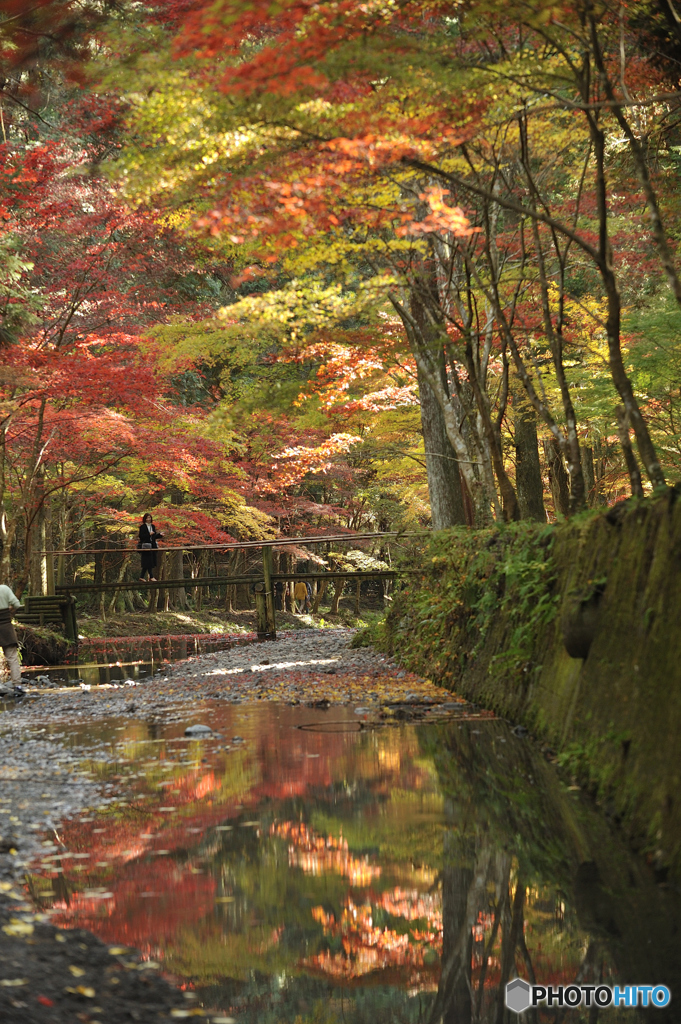 小国神社紅葉05