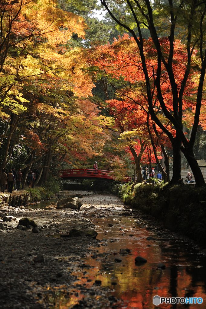 小国神社紅葉03