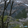 ダム湖の桜