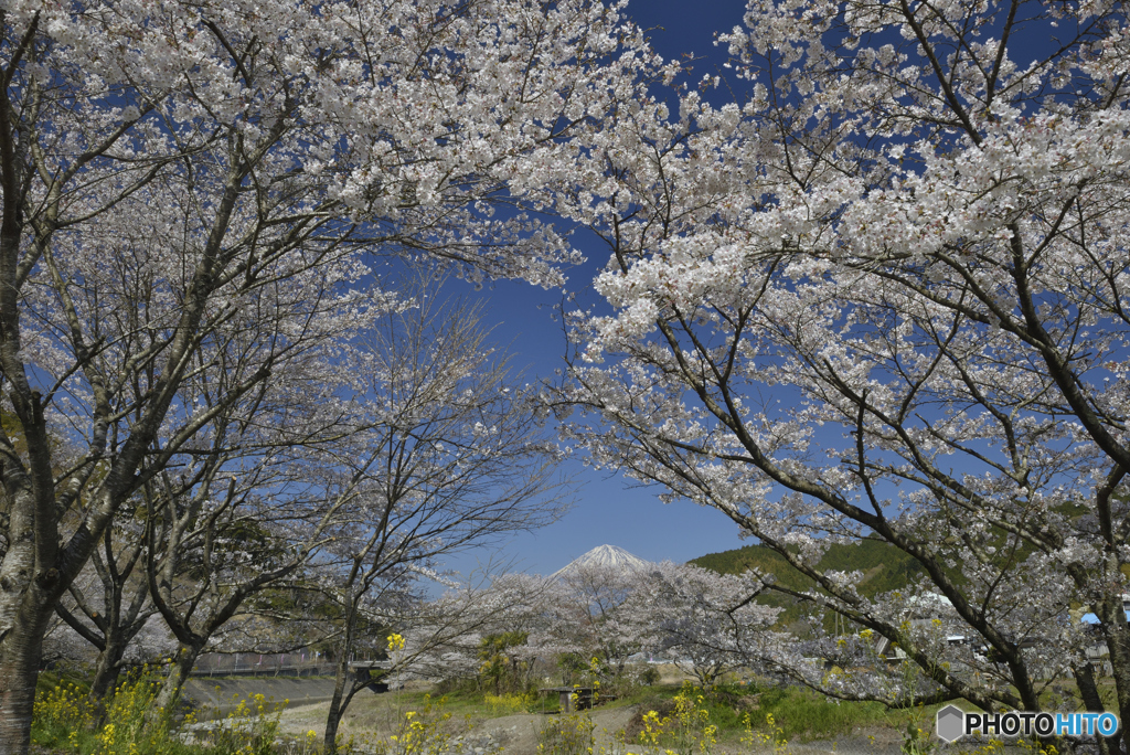 富士と桜