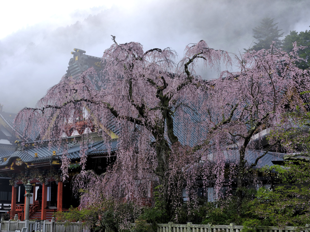 久遠寺桜_009