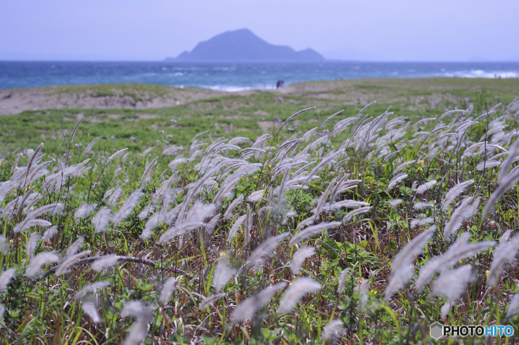 海風になびくチガヤ