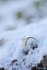 雪にも負けず