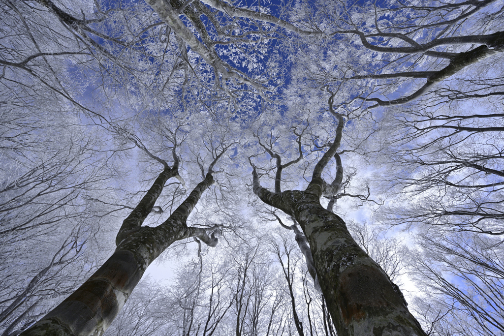 面の木雪景色_05