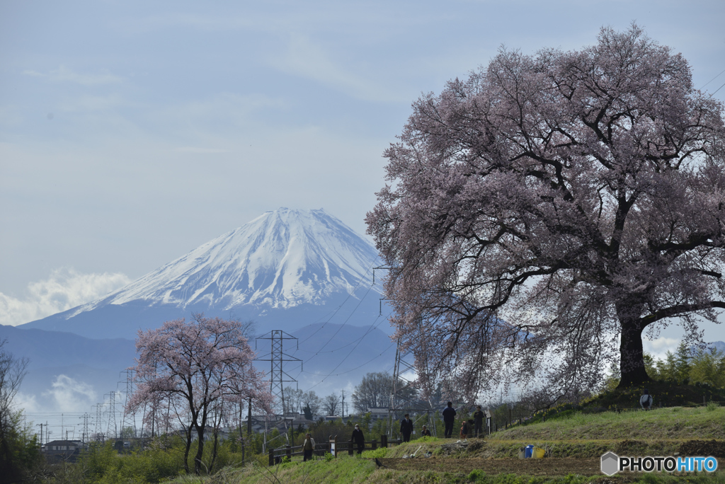 桜と冨士