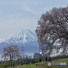 桜と冨士