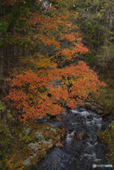 渓流の秋色１