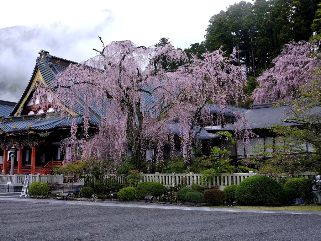 久遠寺桜_010