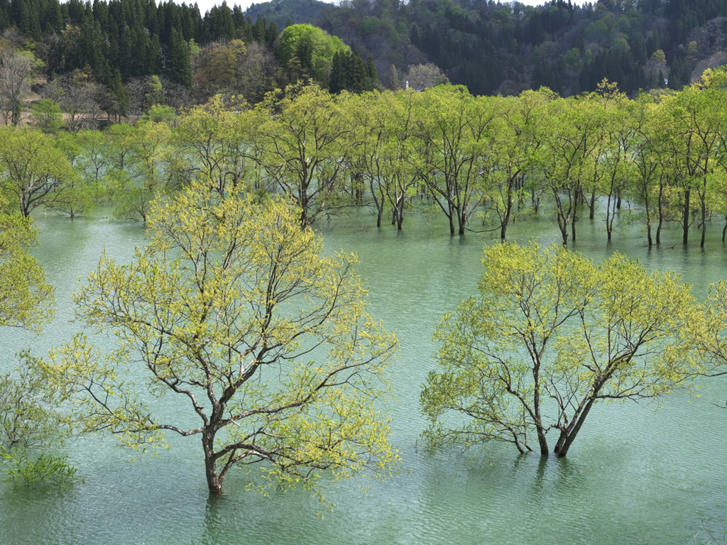 白川ダム湖_10