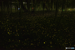 初夏の夜光