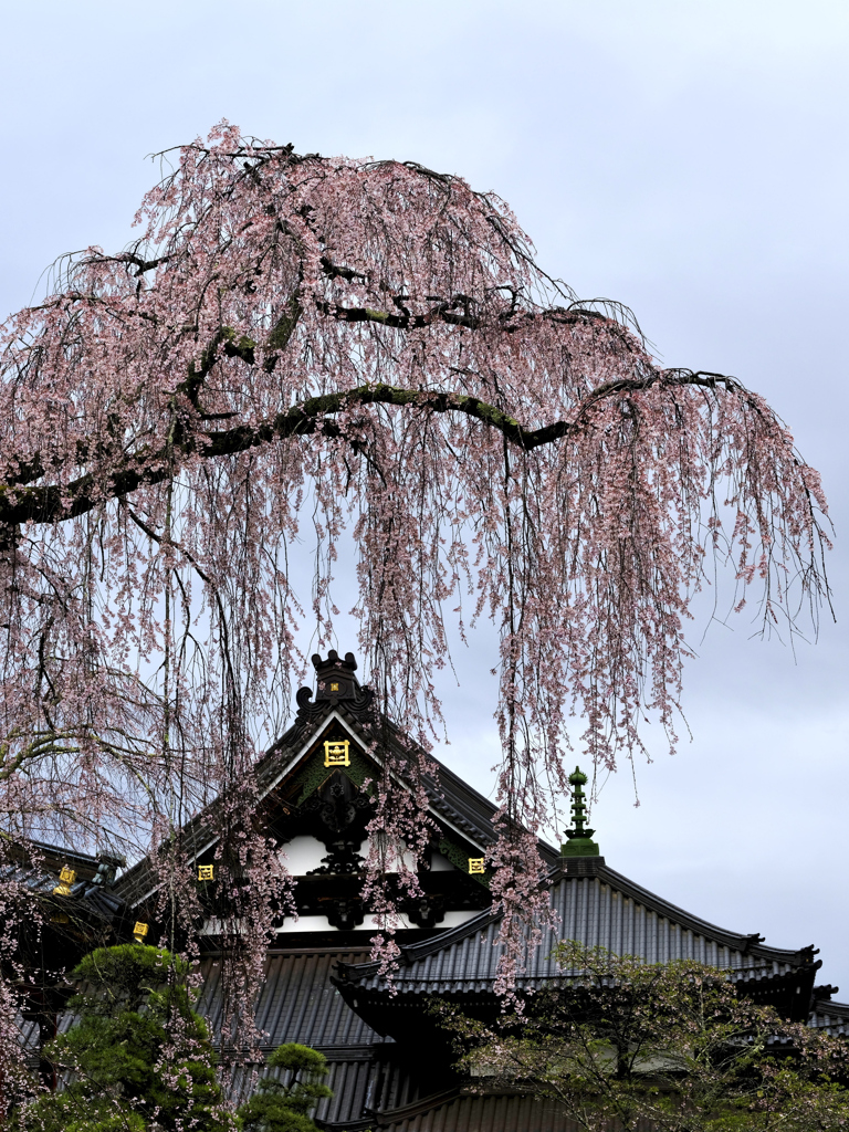久遠寺桜_002